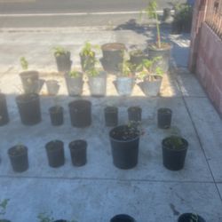 Plantas