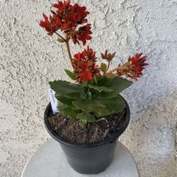 1.5 Gallon Pot Succulent Plant - Kalanchoe Crenata Red - Neverdie - Rooted & Established - Drought Resistant- Indoor / Outdoor plant 🌸