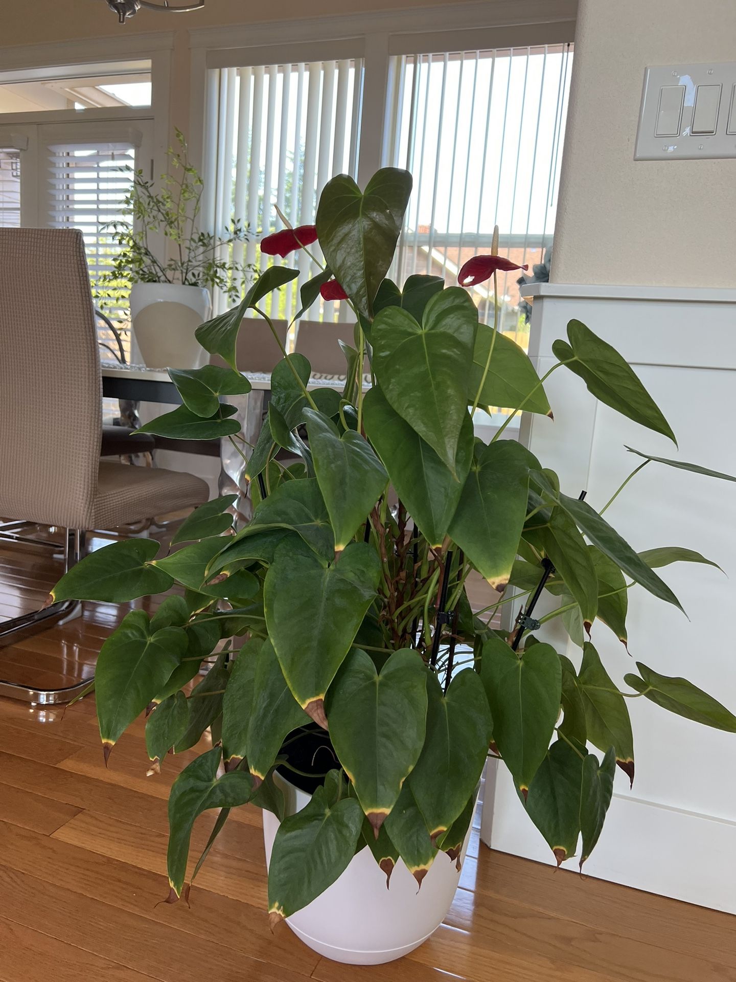 Big Interior Plant