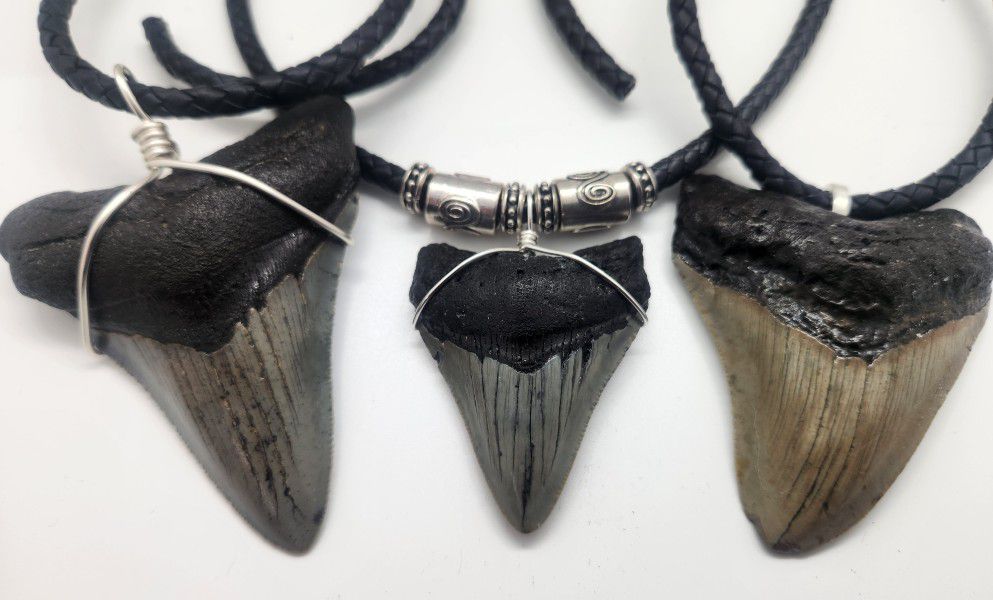 Megalodon Shark Tooth Necklaces