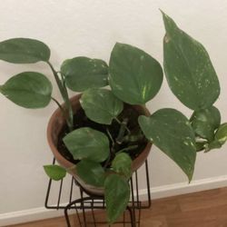 Pothos plant with Terra Cotta Clay Pot