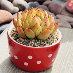 Echeveria Louis ( Korean succulents) in cute Ceremic