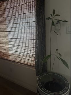 Avocado plants