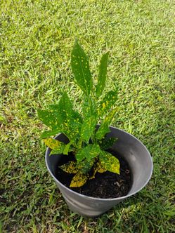 Gold dust croton plant
