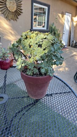 AEONIUM