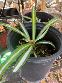 Spider plants