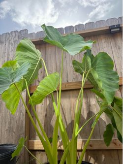 Alocasia elephant ear
