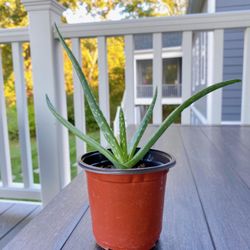 Aloe Vera Plant