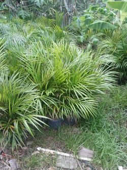 Areca palm. SALE! 3gl $8