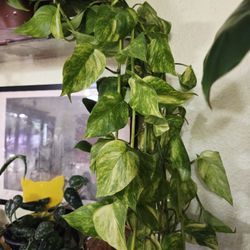 Pothos 'ALTA VOLTAGEM' NEW 2023 CULTIVAR!!