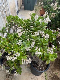 Large Jade plants