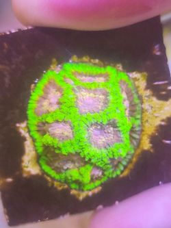 Coral Frag (fake)
