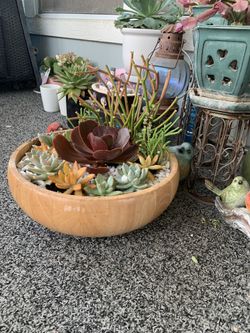 Arrangement Succulent 