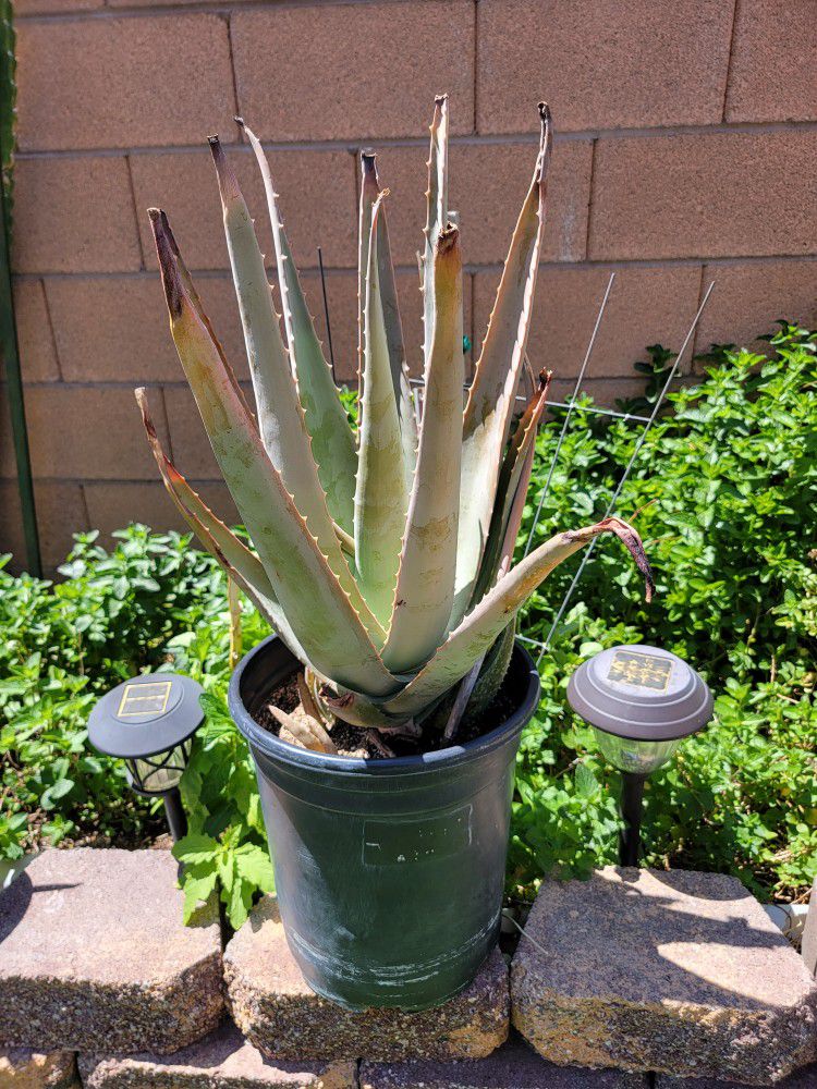 Aloe Vera Plant / Savilla 