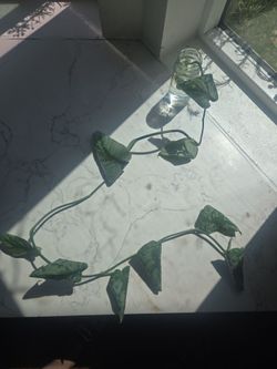 Plant propagation
