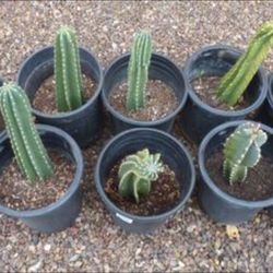 Cactus - Young Indian Comb Plants, Potted, Rooted, Your Choice
