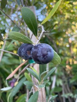 5 Gallon Size- Olive Trees- Moringa Trees- Mango Trees- Persimmon Trees- Tiger Fig Trees- Passionfruit Vines- Lemon Guava Trees- Sapote Trees- Jujube