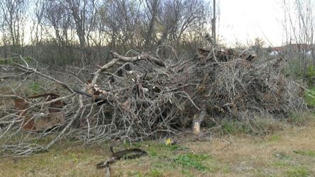 Brush pick up and Tree trimmings
