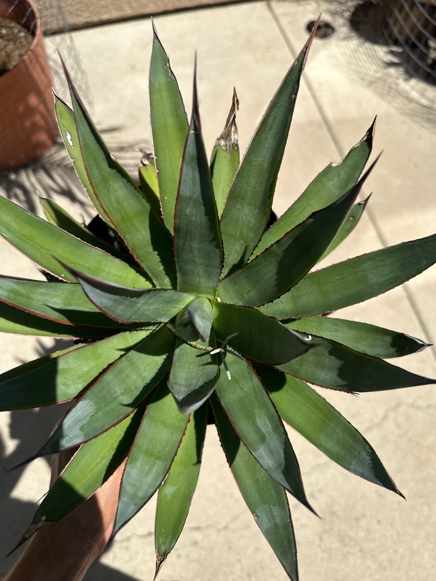Blue glow agave