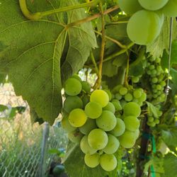 Organic Green Grapes