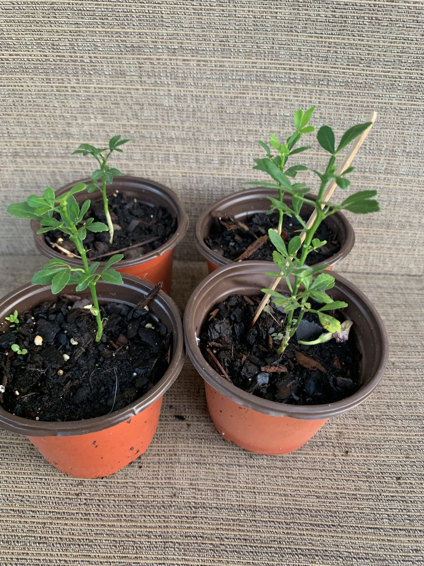 4 Small Individual Miniature Flying Dragon Tree, Unique W/ Small Curved Thorns That Look Like Dragon Claws