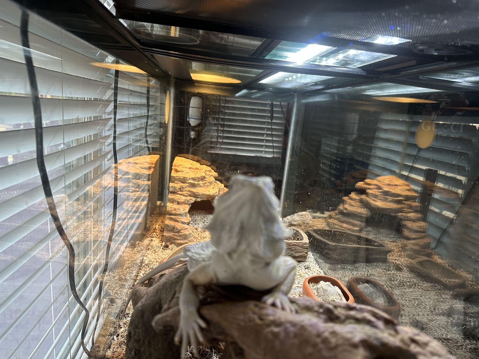 Hypo Zero bearded Dragon 70’ Gallon Terrarium