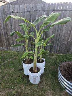 3 Banana Trees For Sale