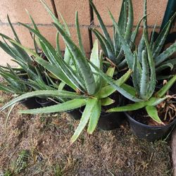 Aloe vera