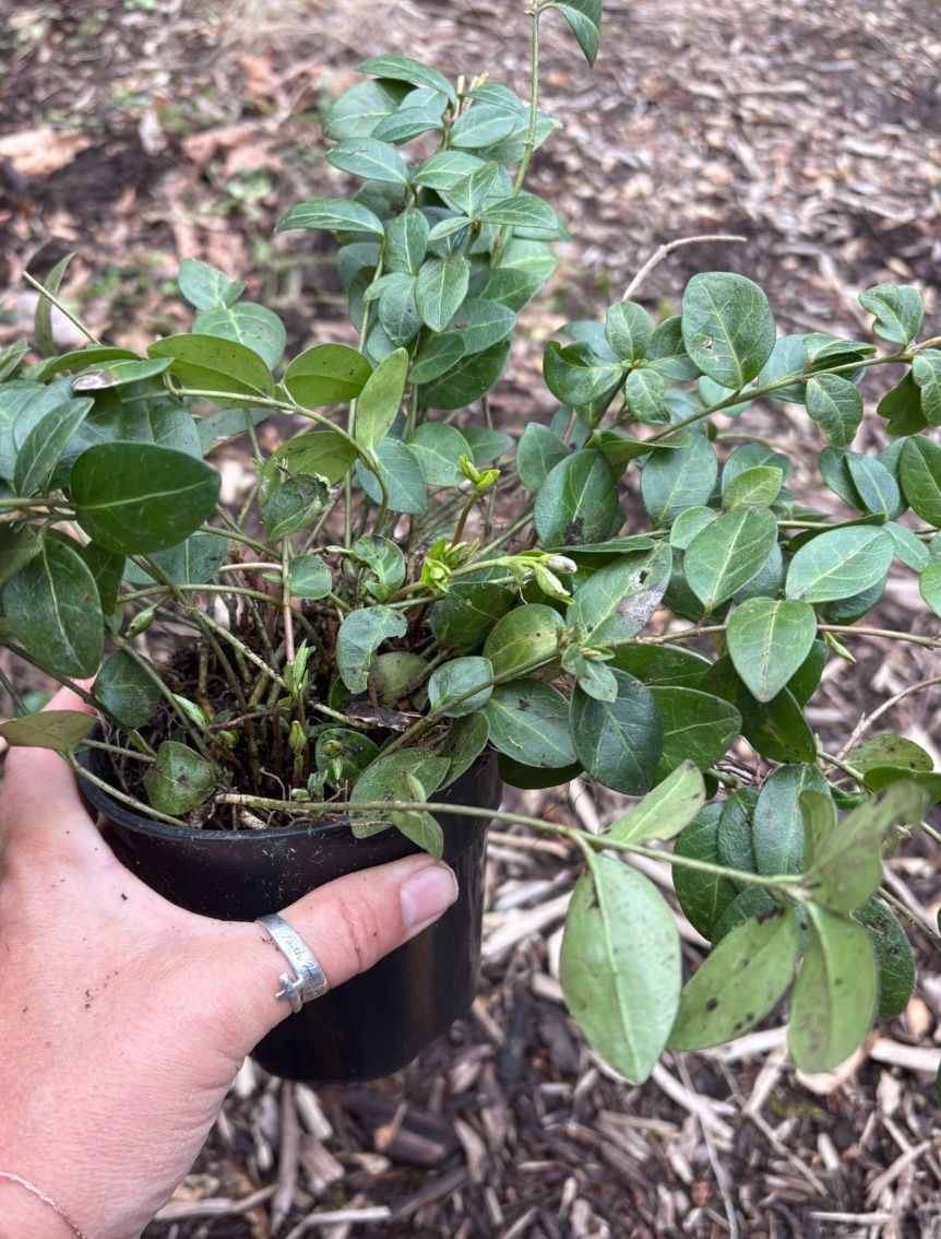 Periwinkle (Vinca Minor) Ground Cover