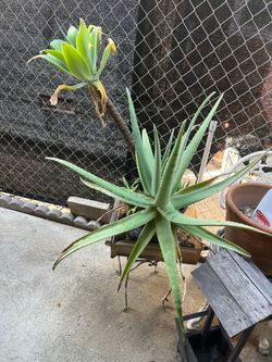 Plants for sell