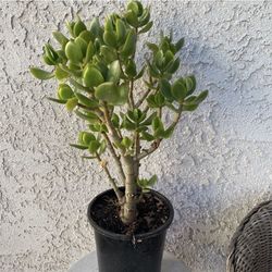 1 Gallon Pot Succulent Plant Crassula Ovata Light -  Lemon Jade - Rooted &  Stablished - Drought Resistant 🪴