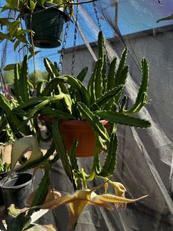 Planta Stapelia flor grande