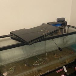 Fish Tank 