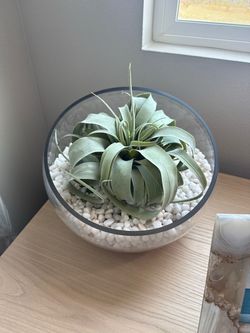 Air Plant in Glass Bowl with White Pebbles