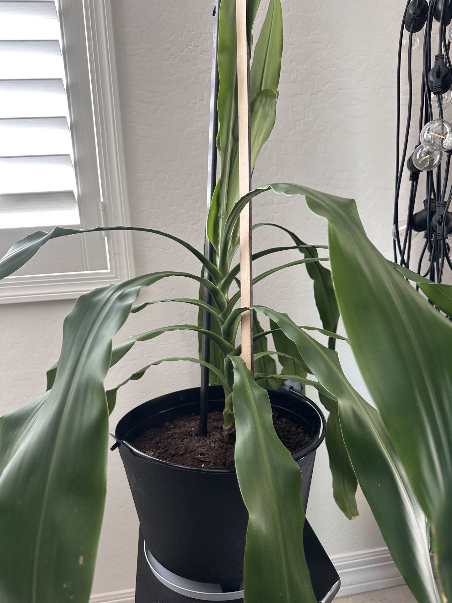beautiful plant - $10