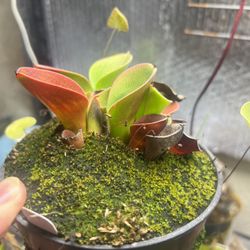 Heliamphora Minor 