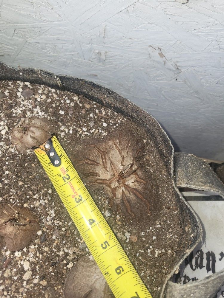 Dioscorea Specimens For Sale