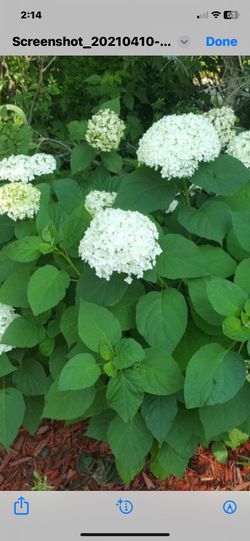 Annabelle hydrangea (perennial)