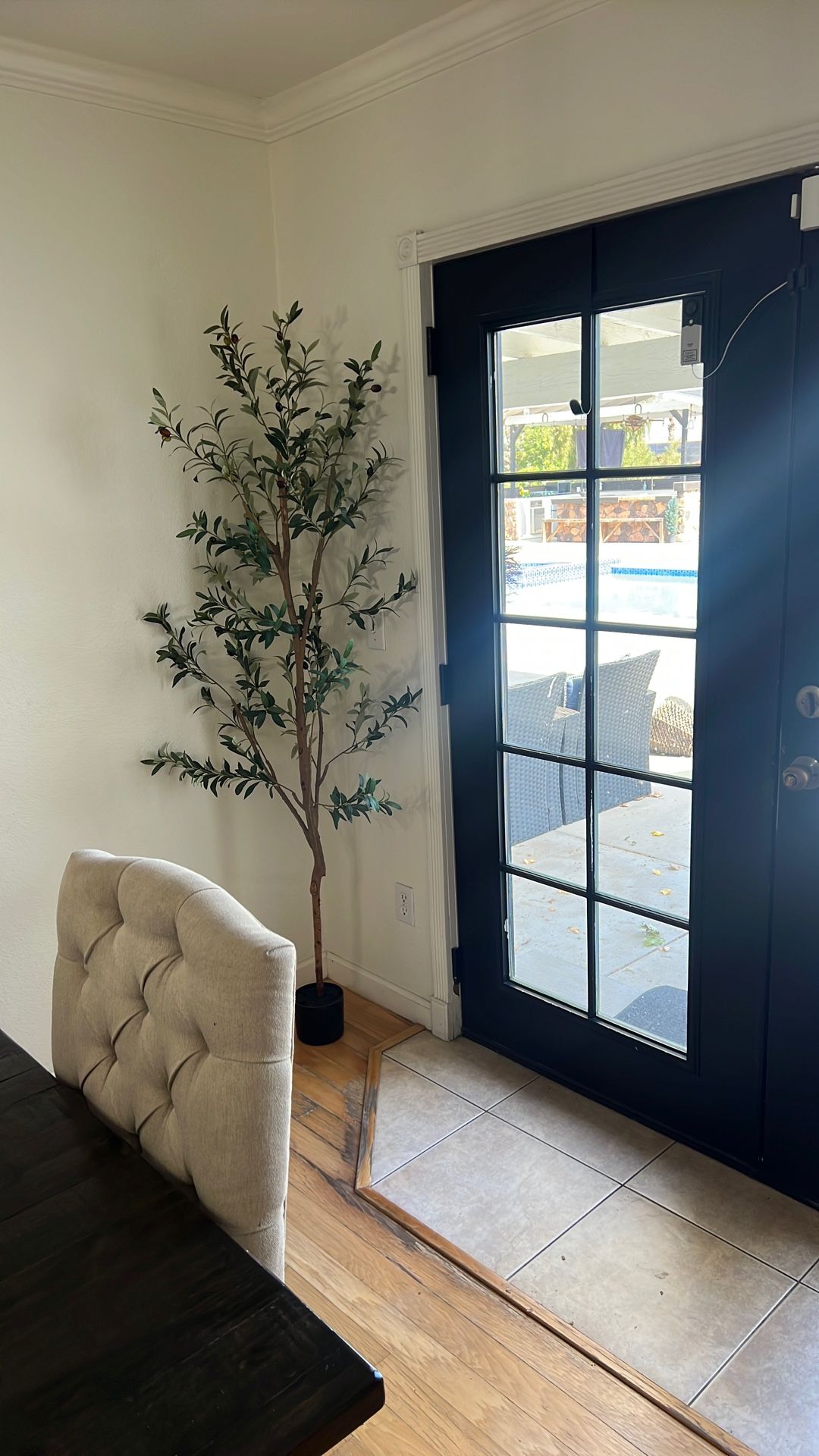3 New Olive Trees Available
