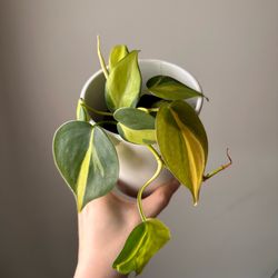Philodendron Brazil 2“ pot Live plant indoor
