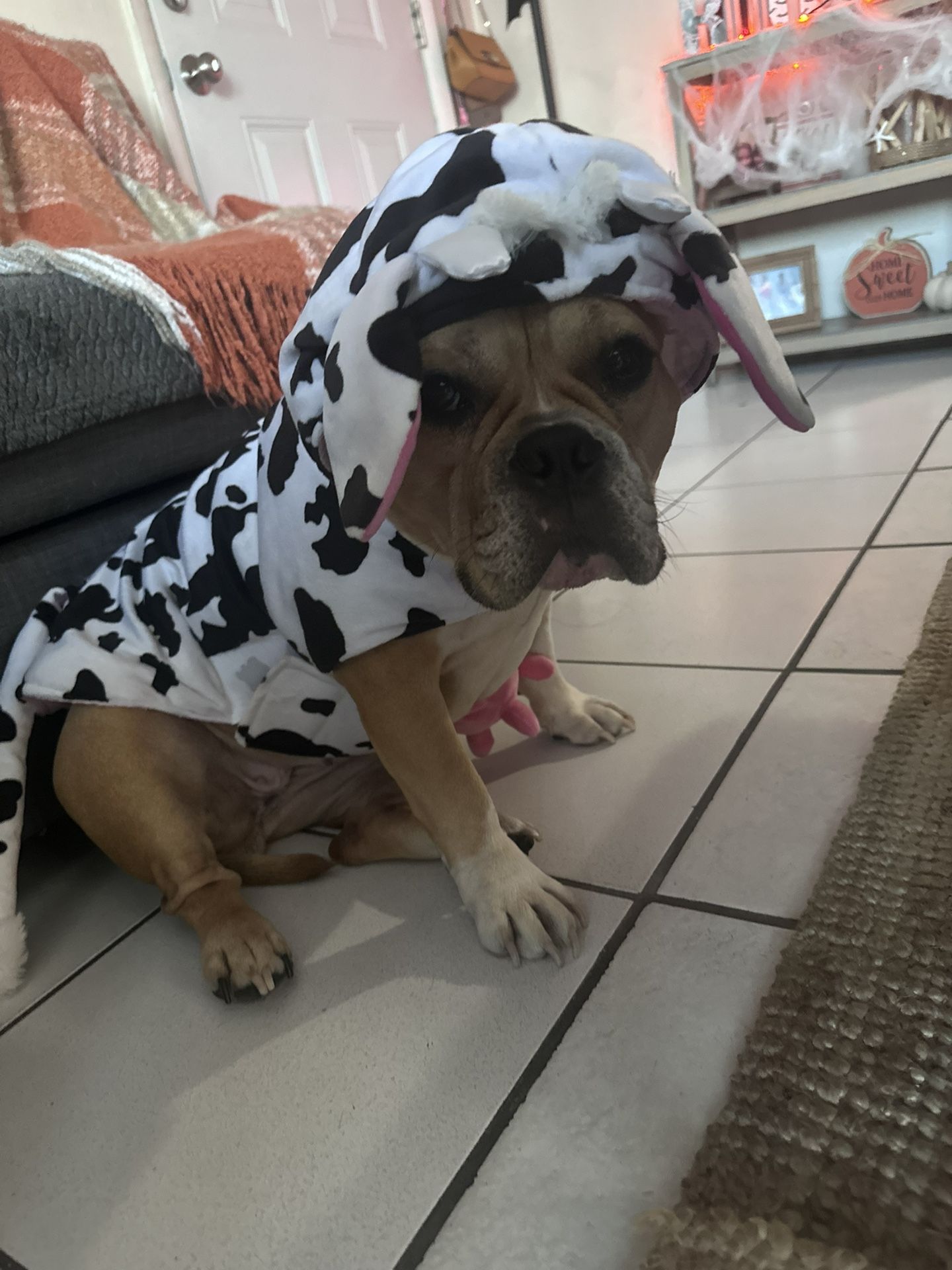 Dog Costume Size Large