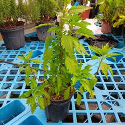 Epazote Paico Plant 15gal 