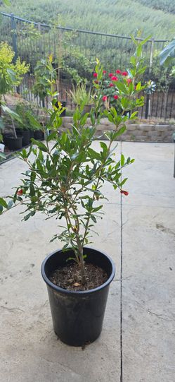 Pomegranate tree