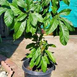 Avocado Plant
