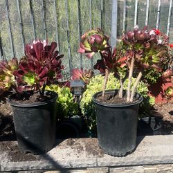 Aeonium Succulents 