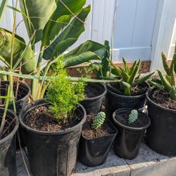 Dragon Fruit And Drought Tolerant Plants