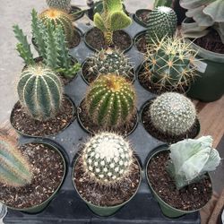 Mini Cactus Collection – Unique Varieties in 4” Pots 🌵 ($9 Each) 