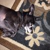 Robin - NorthPhx Area