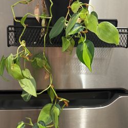 PLANTS - Mostly Pothos 