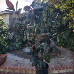 8" Beautiful Rubber Tree Plant In A 10-in Plastic Pot